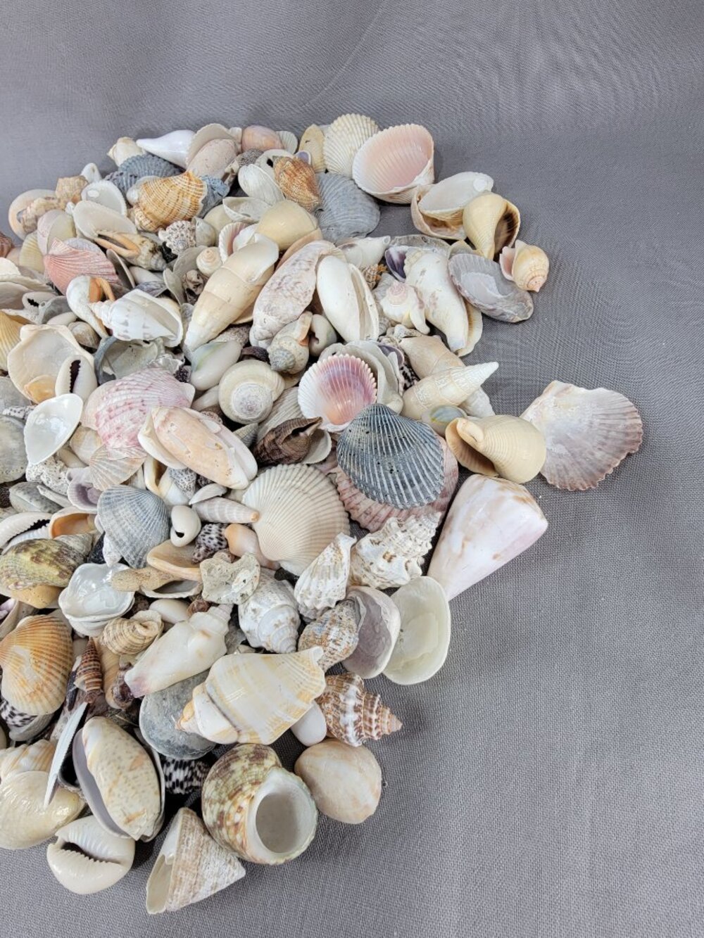 Natural Small Med Shell Seashell Mixed Lot Beach Ocean Decor Vase Filler Crafts - Picture 5 of 7